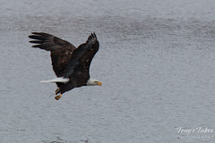 Bald Eagle fishing sequence – 10 of 10