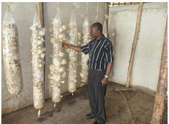 Francis Ombeva Silingi: Model Mushroom Farmer in Vihiga County