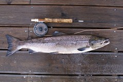 5.5 lb Salmon caught on Loch Culag