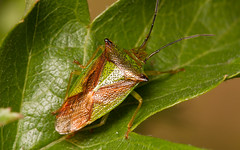 Hawthorn shieldbug (Acanthosoma haemorrhoidale)