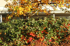 Hösten i Botaniska Trädgården