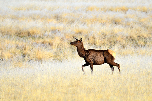 Elk, From FlickrPhotos