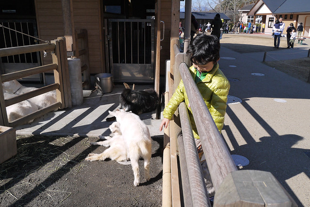 ふれあい動物園には小動物やおとなしい動物がいろいろいました。｜静岡市立日本平動物園