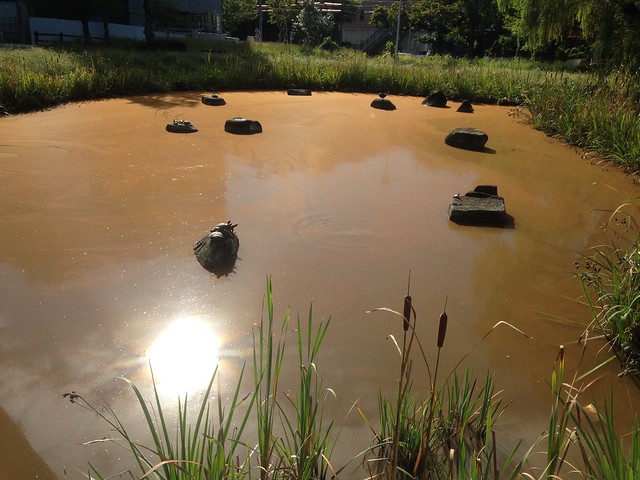 植園公園の池の水、どうして茶色くなったの...