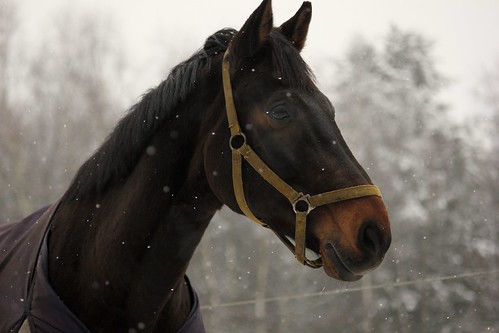 Pferde im Winter (6/14) • <a style="font-size:0.8em;" href="http://www.flickr.com/photos/69570948@N04/16217183188/" target="_blank">Auf Flickr ansehen</a>