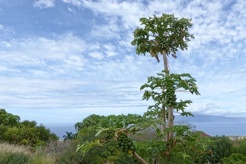 Papaya Tree at Piliani Kope Coffee Farm