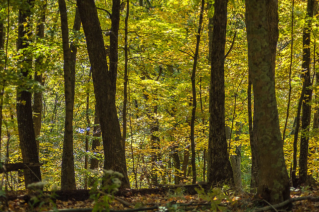 Tecumseh Trail - Yellowwood State Forest - October 2013