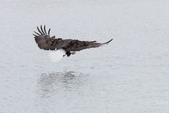 Bald Eagle fishing sequence – 2 of 10