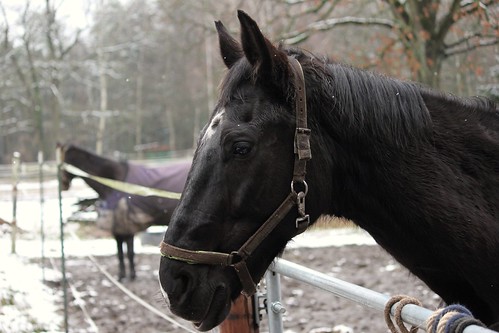 Pferde im Winter (11/14) • <a style="font-size:0.8em;" href="http://www.flickr.com/photos/69570948@N04/16403938562/" target="_blank">Auf Flickr ansehen</a>