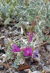 Great Basin NP Wildflowers