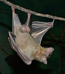 Short-tailed Fruit Bat