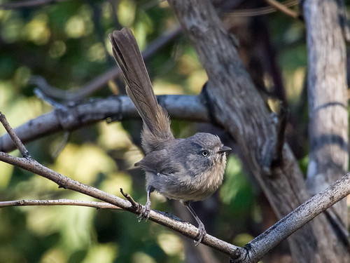 Wrentit • <a style="font-size:0.8em;" href="http://www.flickr.com/photos/59465790@N04/9738127303/" target="_blank">View on Flickr</a>