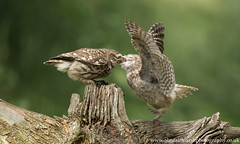 Owlet Feeding