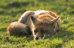 sleepy fox at oostvaardersplassen