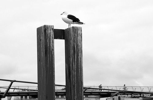 Seagull on a Post