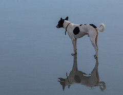 Goan mirror dog • <a style="font-size:0.8em;" href="http://www.flickr.com/photos/92226407@N08/11100690343/" target="_blank">View on Flickr</a>
