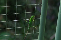lizard on the fence