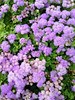 Ageratum • <a style="font-size:0.8em;" href="http://www.flickr.com/photos/101656099@N05/14130977861/" target="_blank">View on Flickr</a>