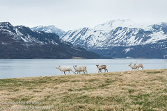 Reindeer group