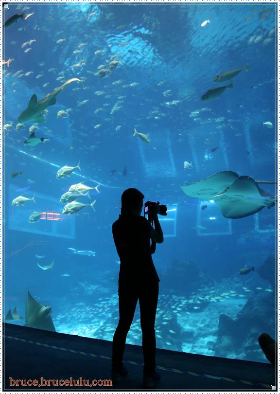 2015 新加坡Sear 水族館