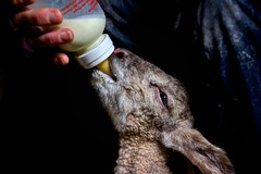 Orphan Lamb Recovering - Polveithan Farm, Fowey, Cornwall.