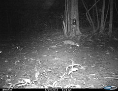 small indian civet2 BK-14 • <a style="font-size:0.8em;" href="http://www.flickr.com/photos/109145777@N03/13794548353/" target="_blank">View on Flickr</a>