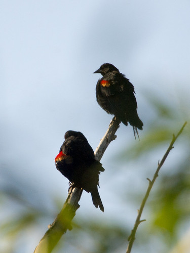 Red-winged Blackbird • <a style="font-size:0.8em;" href="http://www.flickr.com/photos/59465790@N04/9596168904/" target="_blank">View on Flickr</a>