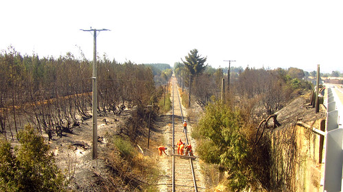 Incendio forestal entre Pidima y Ercilla 15/02/2015 (5)