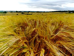 Anglų lietuvių žodynas. Žodis barleys reiškia bareliai lietuviškai.