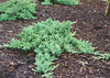 Juniper Green Mound • <a style="font-size:0.8em;" href="http://www.flickr.com/photos/101656099@N05/9733566379/" target="_blank">View on Flickr</a>