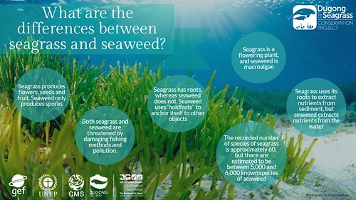 Seagrass infographic