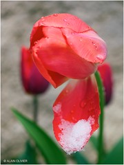 Tulipe sous la neige 5