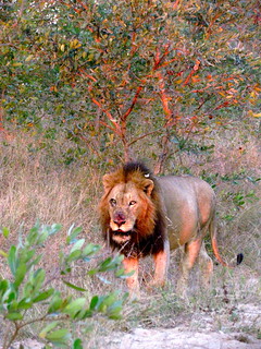 Cape Town to Kruger Photo Safari 26