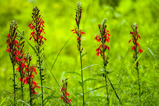 Stillwater Marsh - Cardinal flower - August 2013