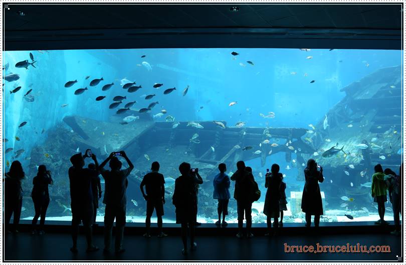 2015 新加坡Sear 水族館