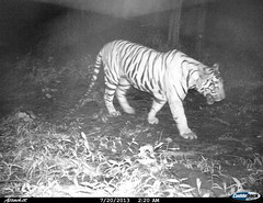 Tiger- Camera trap picture from Shendurney Widlife Sanctuary • <a style="font-size:0.8em;" href="http://www.flickr.com/photos/109145777@N03/13794537823/" target="_blank">View on Flickr</a>