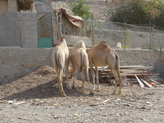 Near the road • <a style="font-size:0.8em;" href="http://www.flickr.com/photos/10686153@N04/26512031153/" target="_blank">View on Flickr</a>