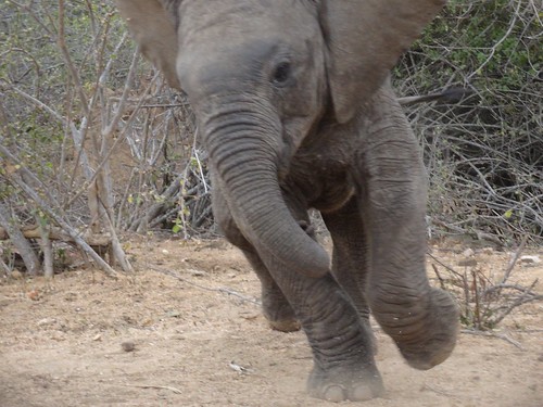 Baby Elephant charging the car Kruger South Africa