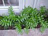 Fern Holly • <a style="font-size:0.8em;" href="http://www.flickr.com/photos/101656099@N05/9736797476/" target="_blank">View on Flickr</a>