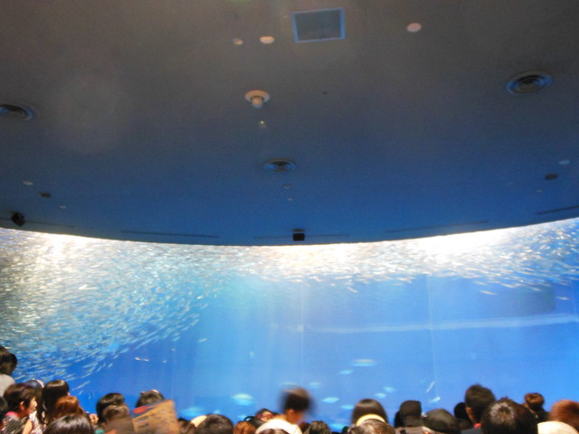 これは「マイワシのトルネード」といって、マイワシの泳ぎの習。｜名古屋港水族館