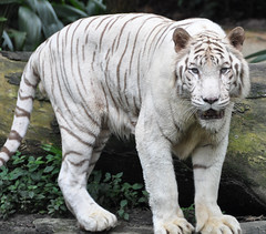 Singapore Zoo : White Tiger