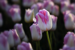 Tulips35