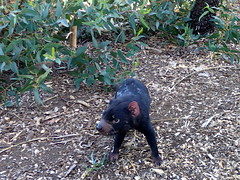 Tasmania, Australia: Koalas, Kangaroos, Devils, and More • <a style="font-size:0.8em;" href="http://www.flickr.com/photos/34335049@N04/13955118868/" target="_blank">View on Flickr</a>