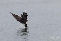Bald Eagle fishing sequence – 3 of 10