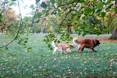 Canine Pursuit • <a style="font-size:0.8em;" href="http://www.flickr.com/photos/89972965@N03/11483129425/" target="_blank">View on Flickr</a>