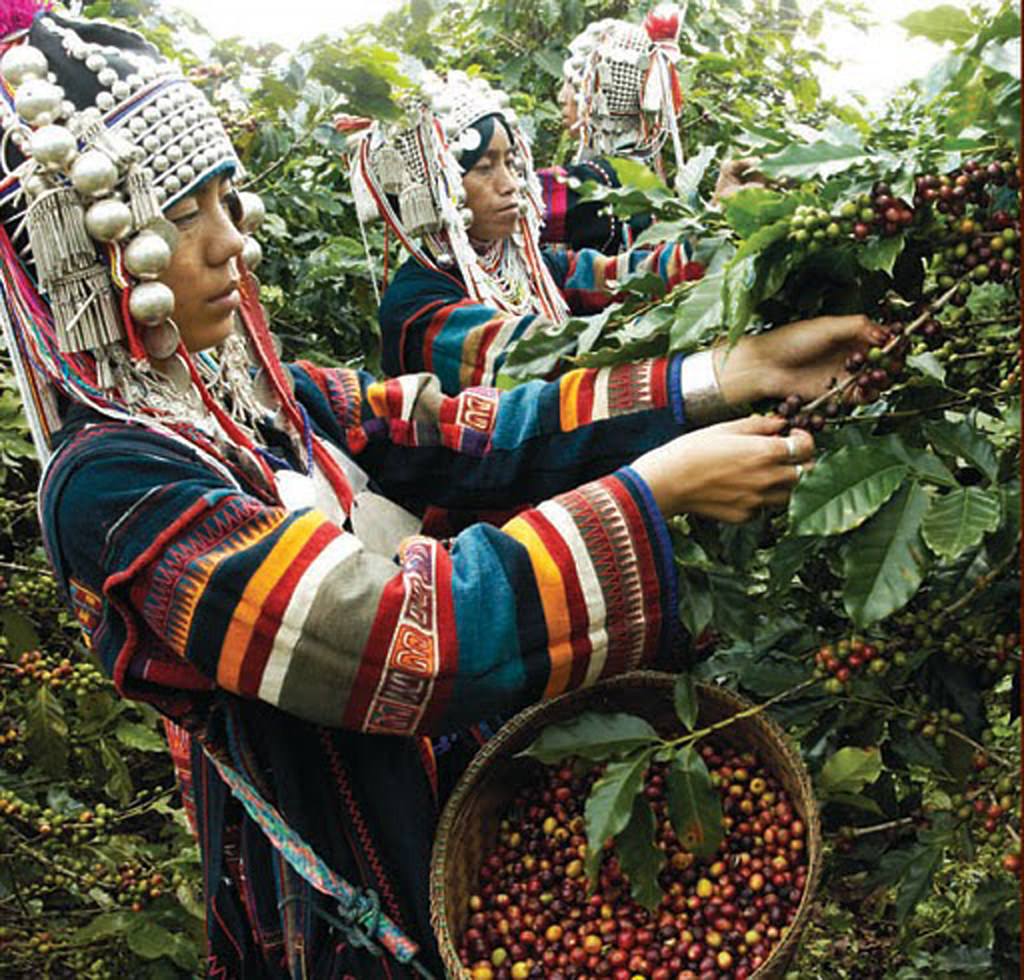 The Doi Chaang Coffee Company Goes “Beyond Fair Trade” Every Christmas ...