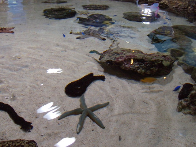 水族館を入るとすぐに素手で触れる水中生物の水槽がありました。｜沖縄美ら海水族館