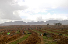 Almadanya plante un million d'arbres en Tunisie
