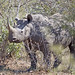 Hook-lipped (Black) Rhino- Kruger National Park, South Africa