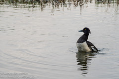 Tufted duck male